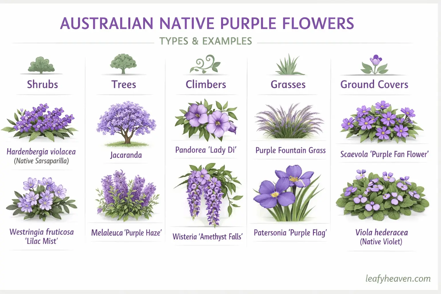 australian native purple flowers