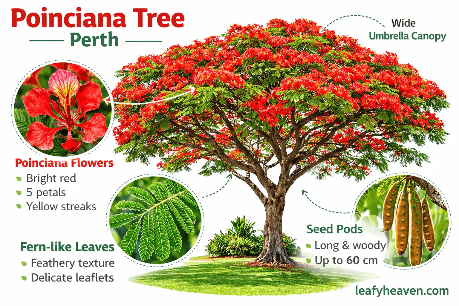 poinciana tree perth