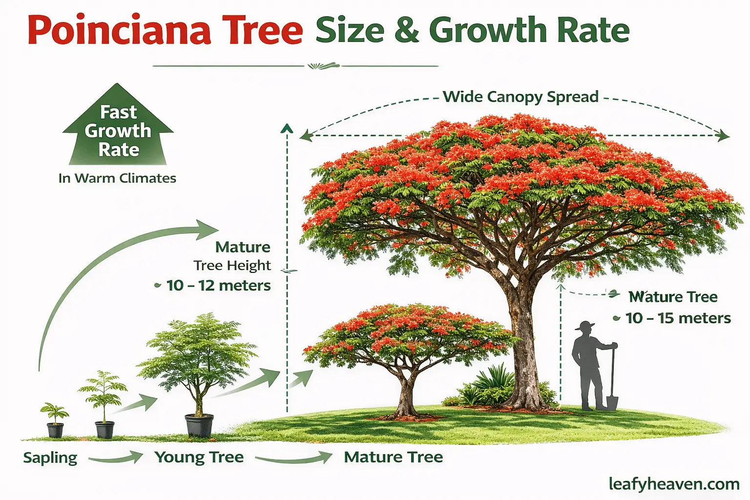 poinciana tree perth