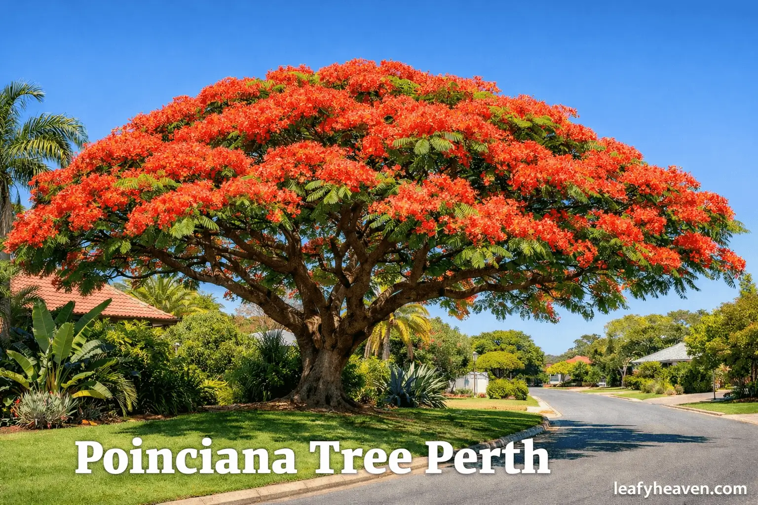 poinciana tree perth