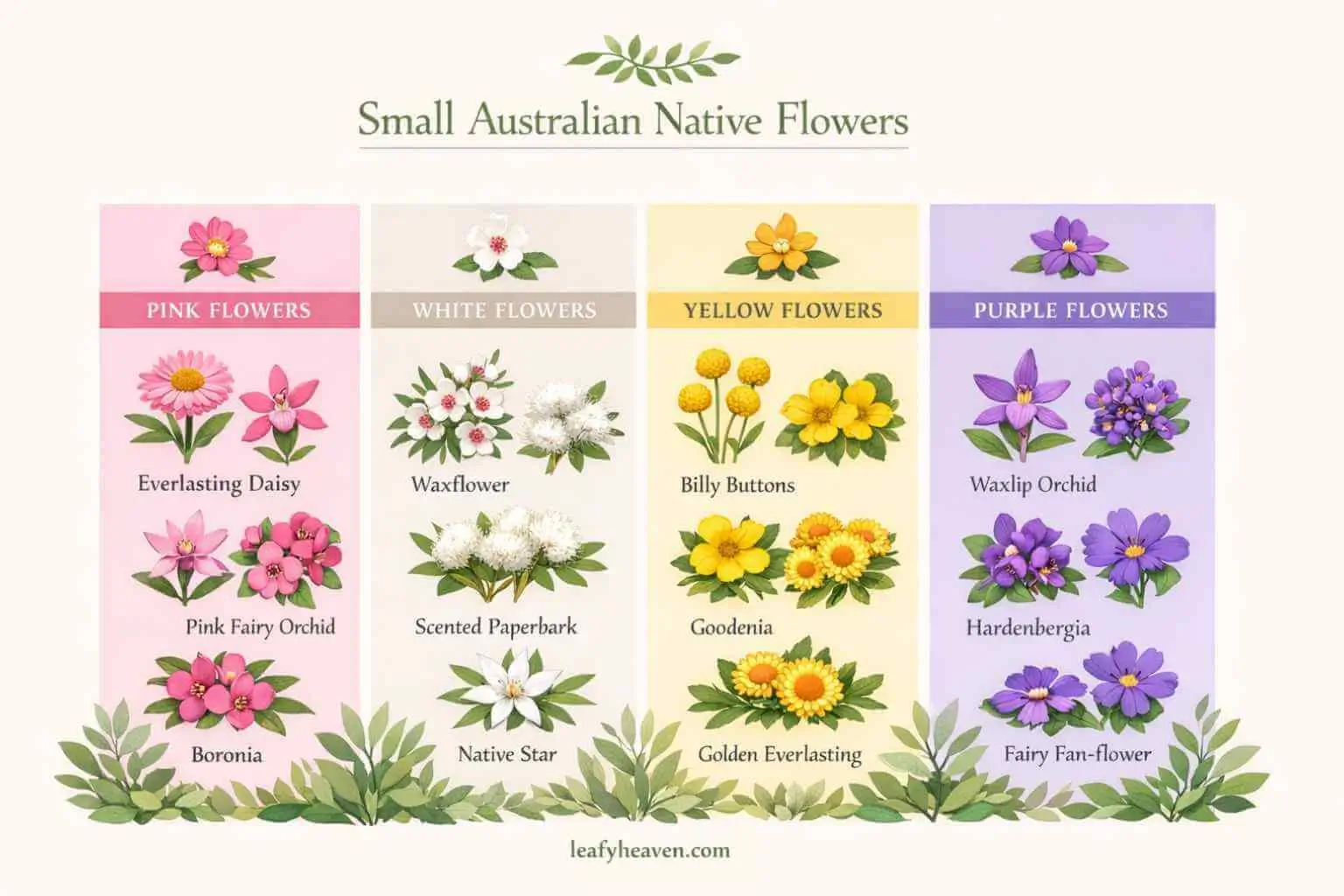 small australian native flowers