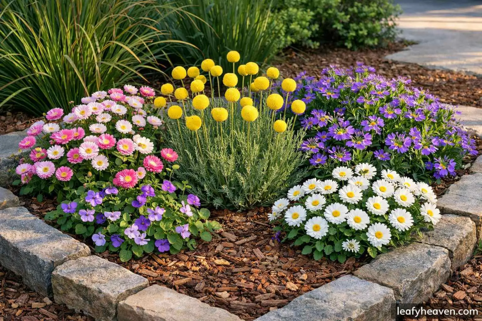 small australian native flowers