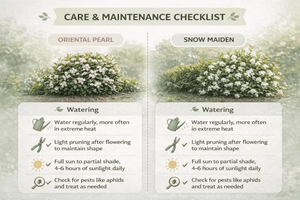 oriental-pearl-plant-care