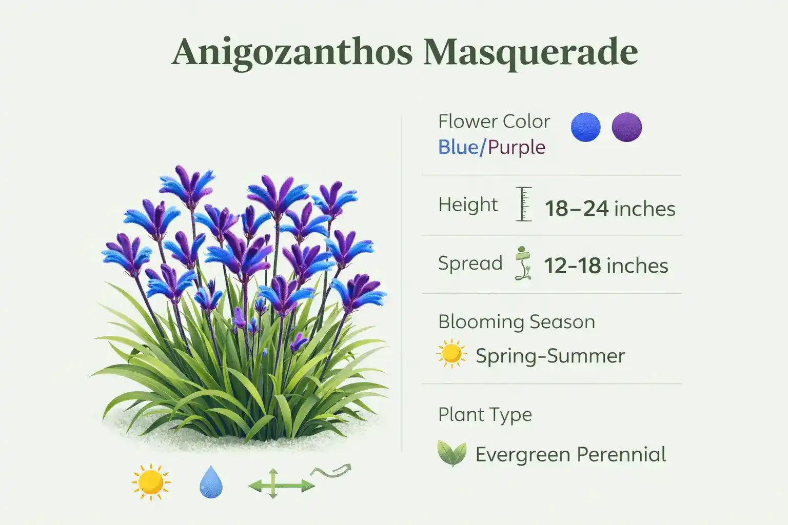 anigozanthos masquerade