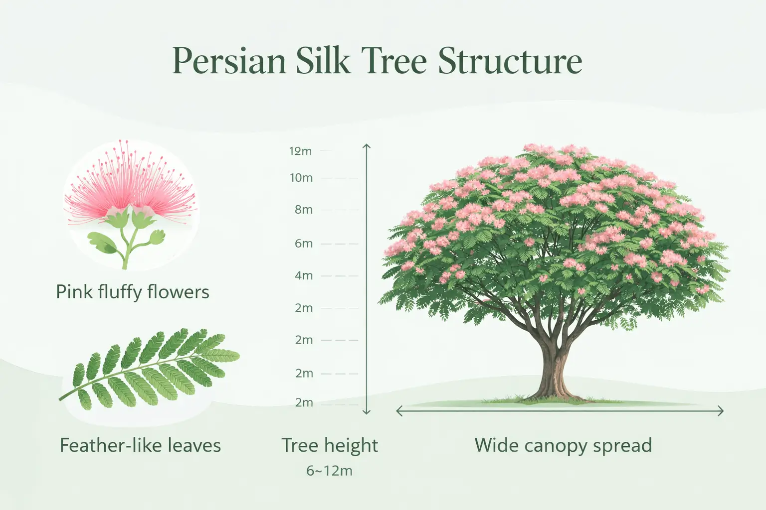 persian silk tree