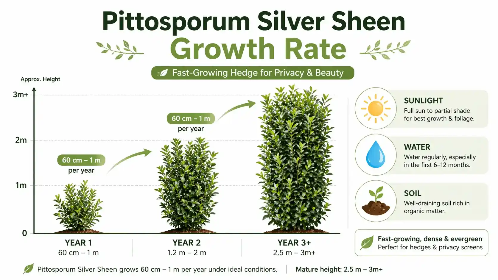pittosporum silver sheen growth rate
