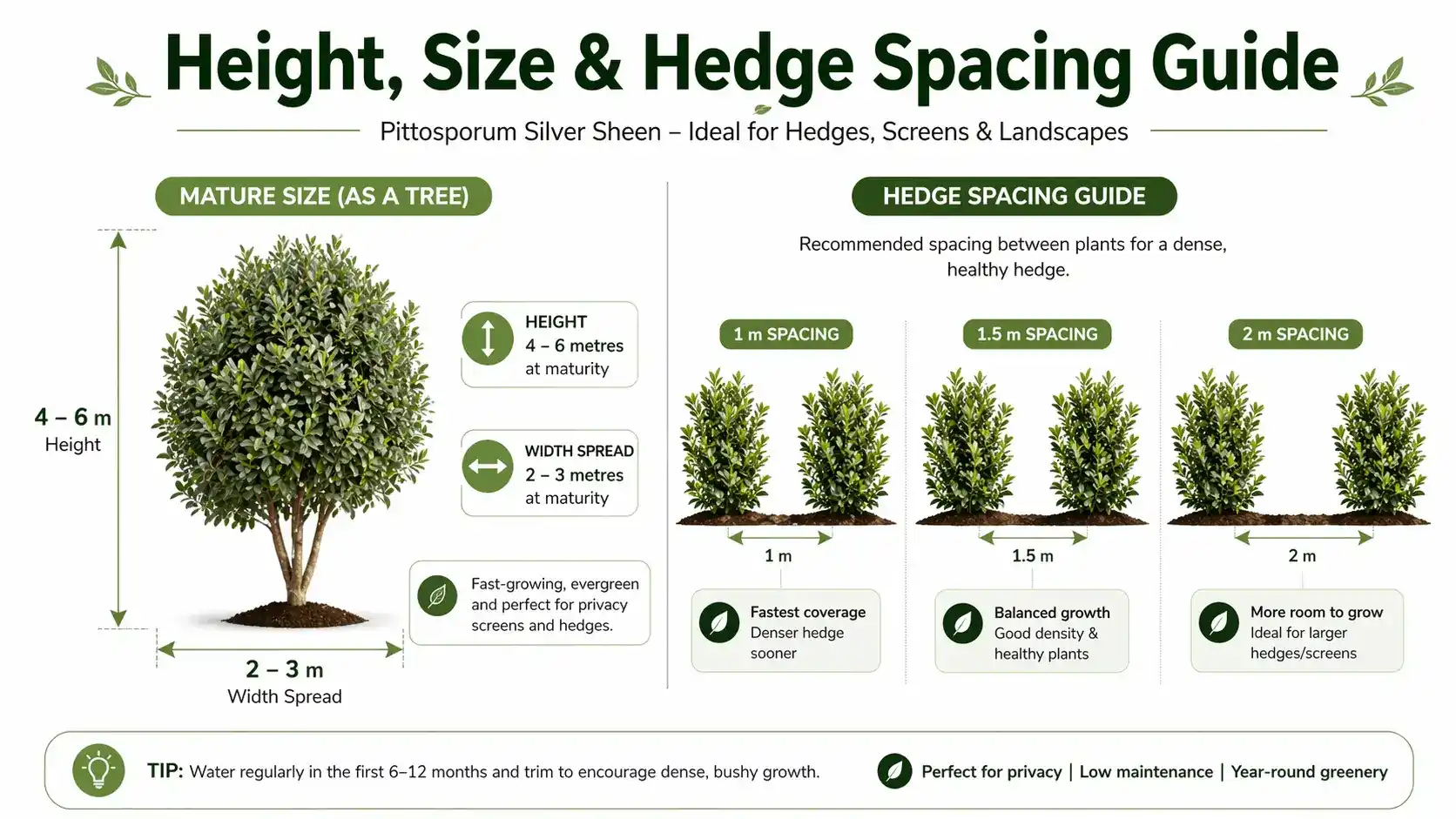 pittosporum silver sheen growth rate