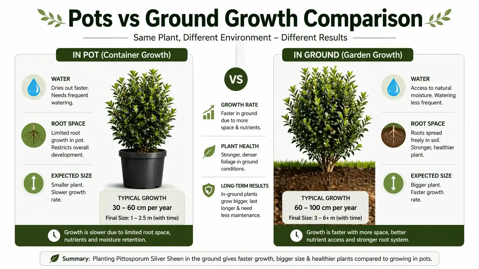 pittosporum silver sheen growth rate