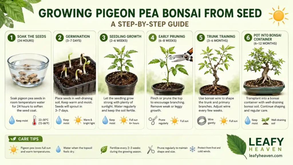 pigeon-pea-bonsai-from-seed