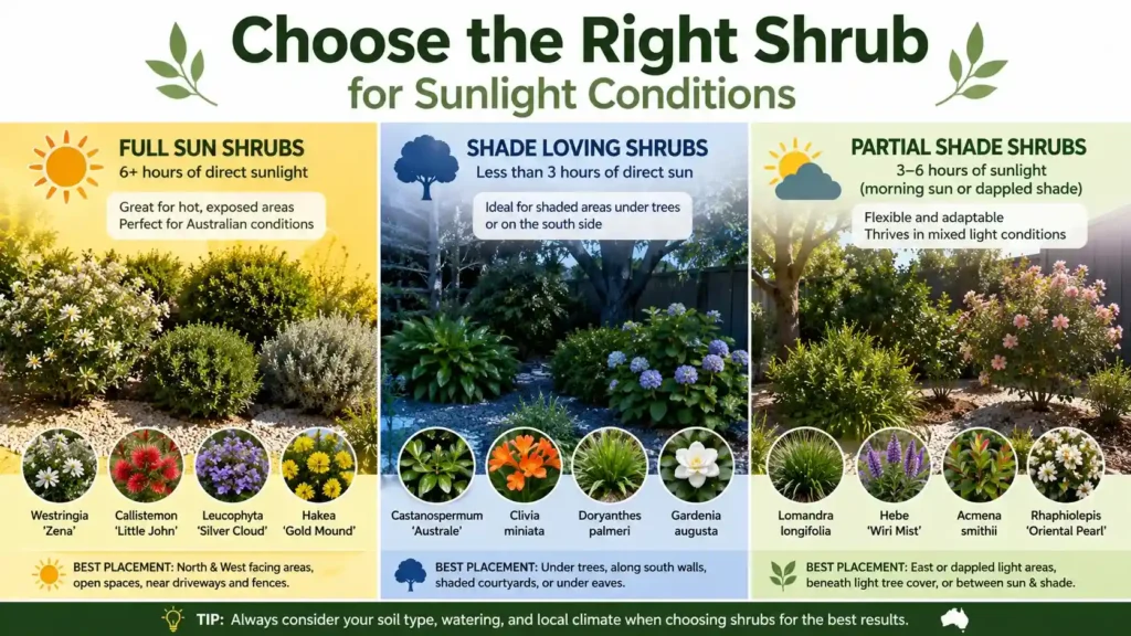 full-sun-shrubs-australia