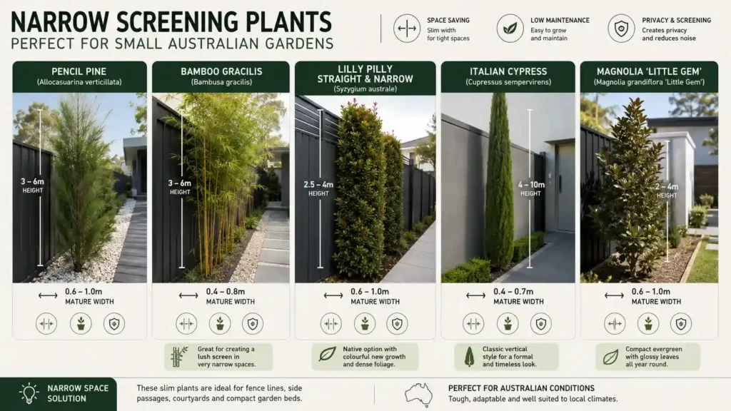 narrow-screening-plants-australia