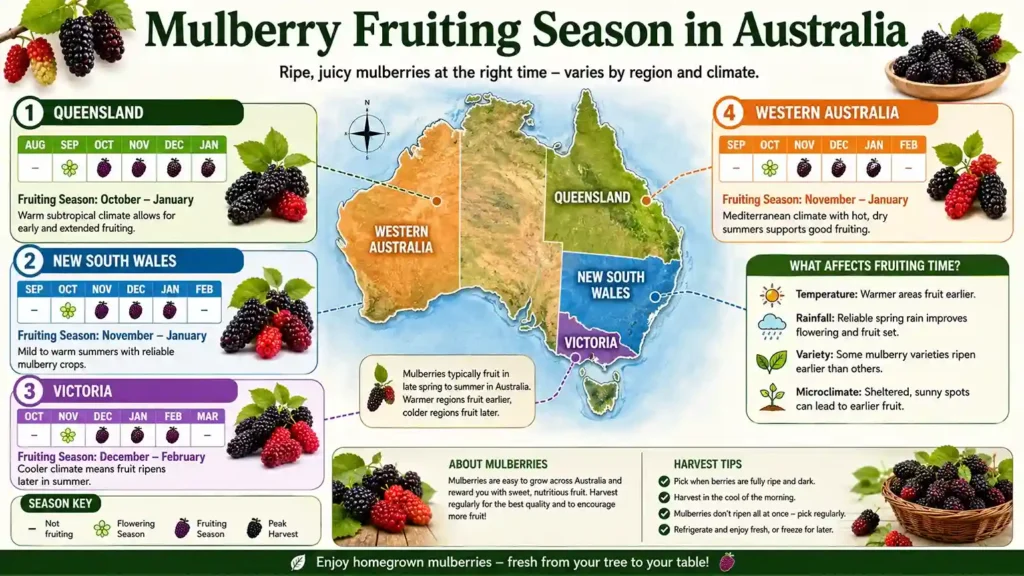 mulberries-australia