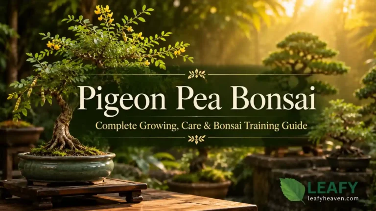 pigeon-pea-bonsai