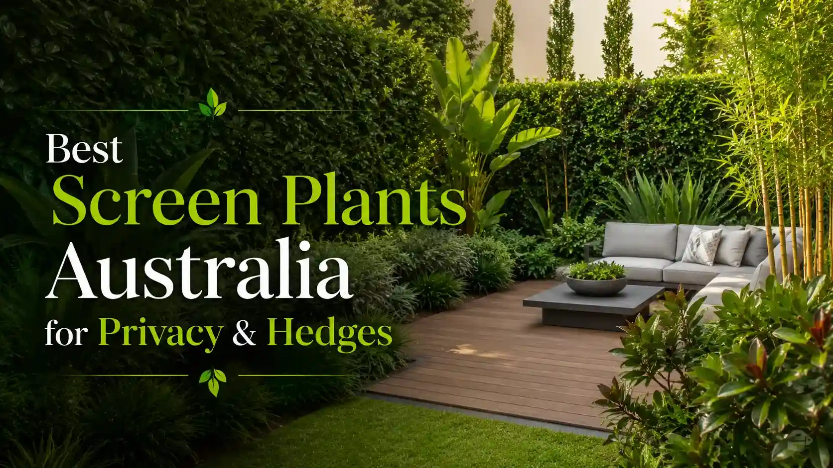 screen-plants-australia