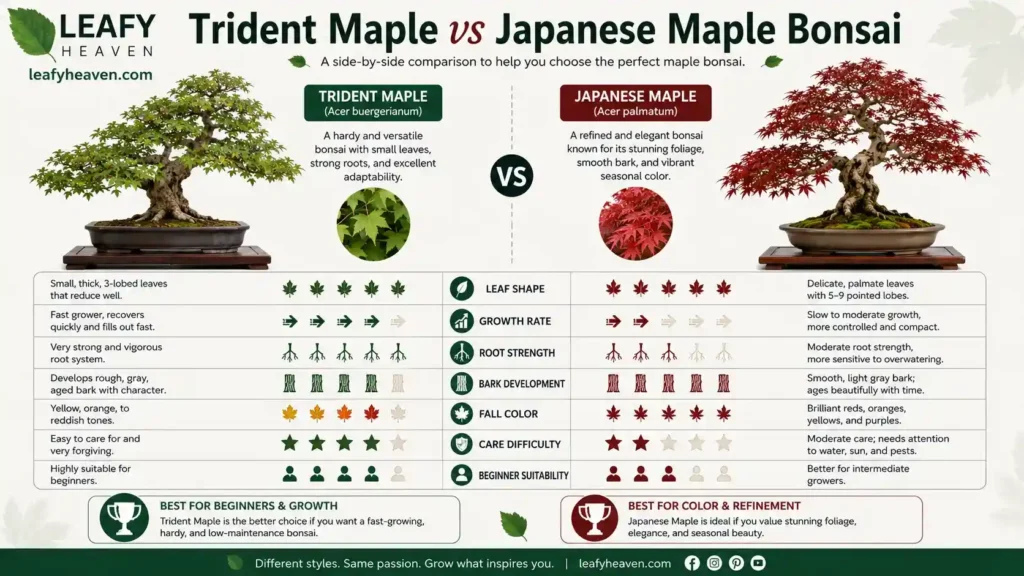 japanese-trident-maple-bonsai