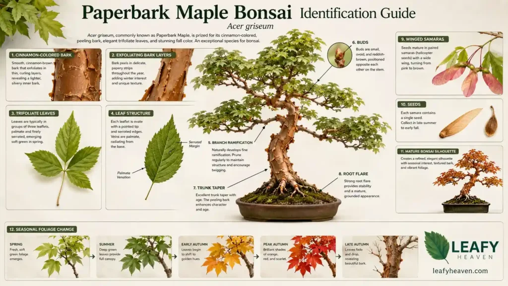 acer-griseum