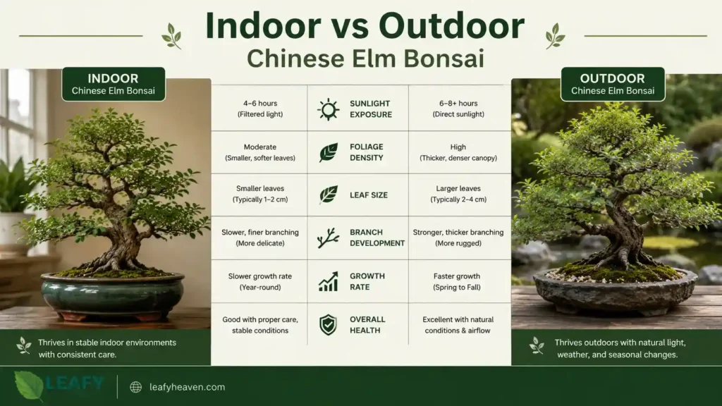 indoor-Chinese-Elm-bonsai