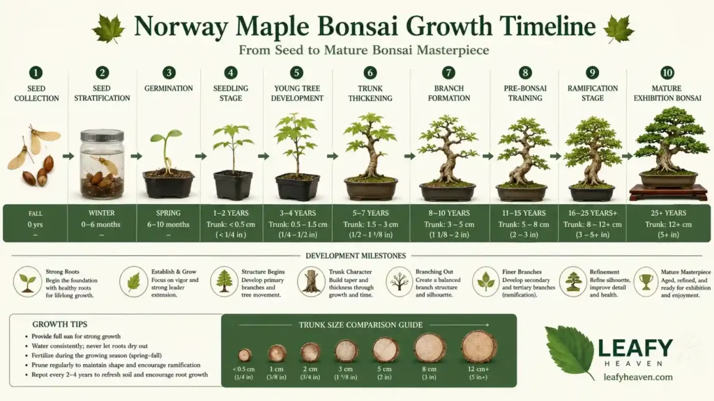 norway-maple-seedling