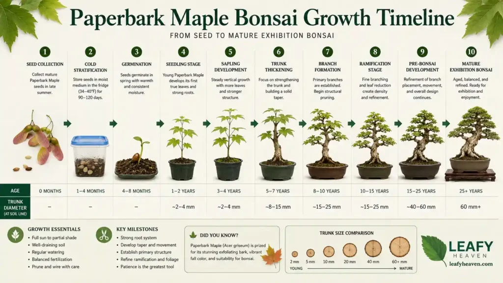paperbark-maple-seedling