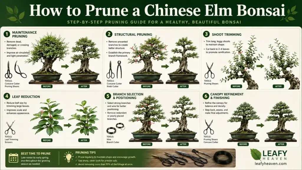 Chinese-Elm-bonsai-pruning