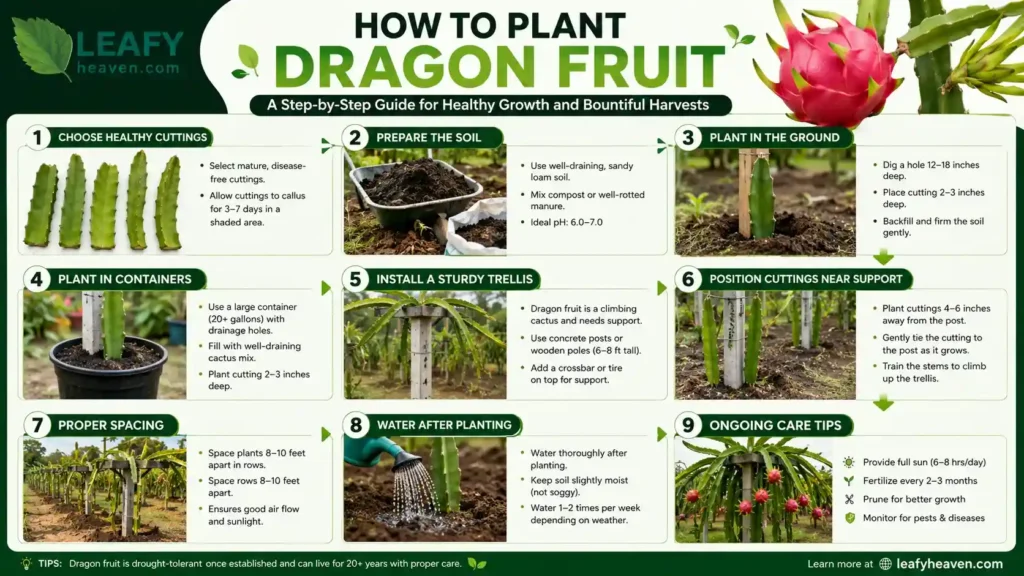 how-to-plant-dragon-fruit
