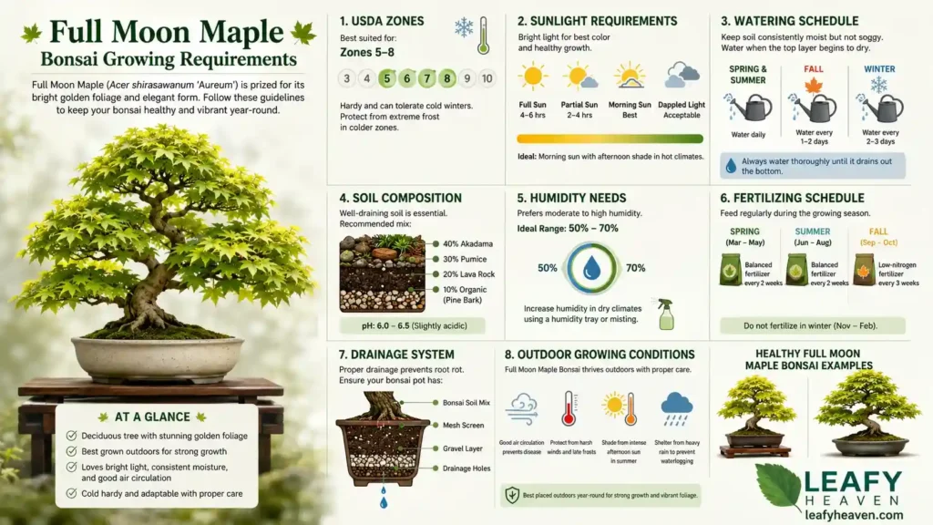 full-moon-maple-bonsai