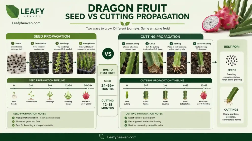 dragon-fruit-cutting