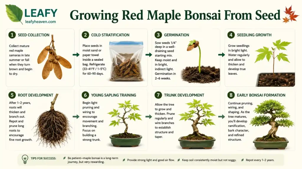 red-maple-bonsai-seeds