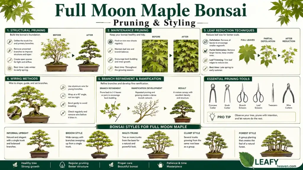 japanese-maple-bonsai-styling