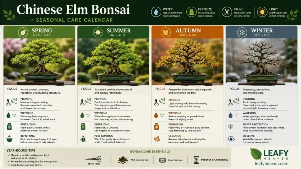 Chinese-Elm-care