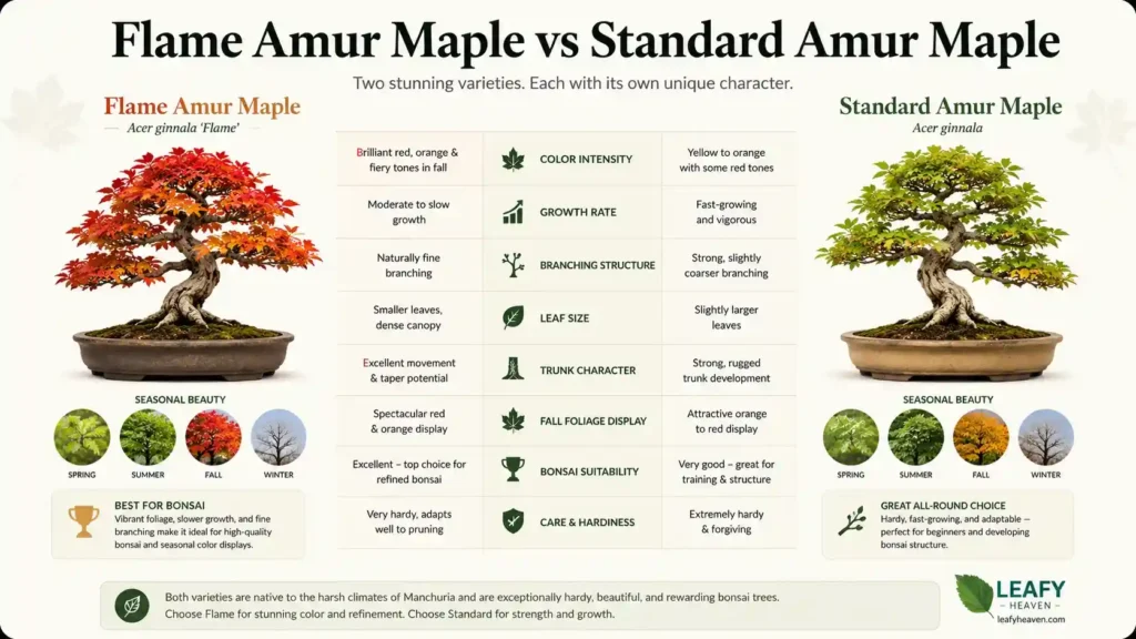 flame-amur-maple-tree
