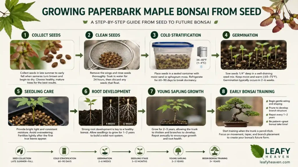 paperbark-maple-care