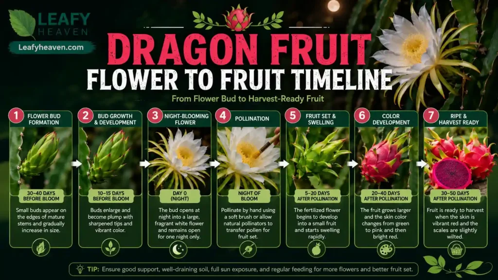 dragon-fruit-flower