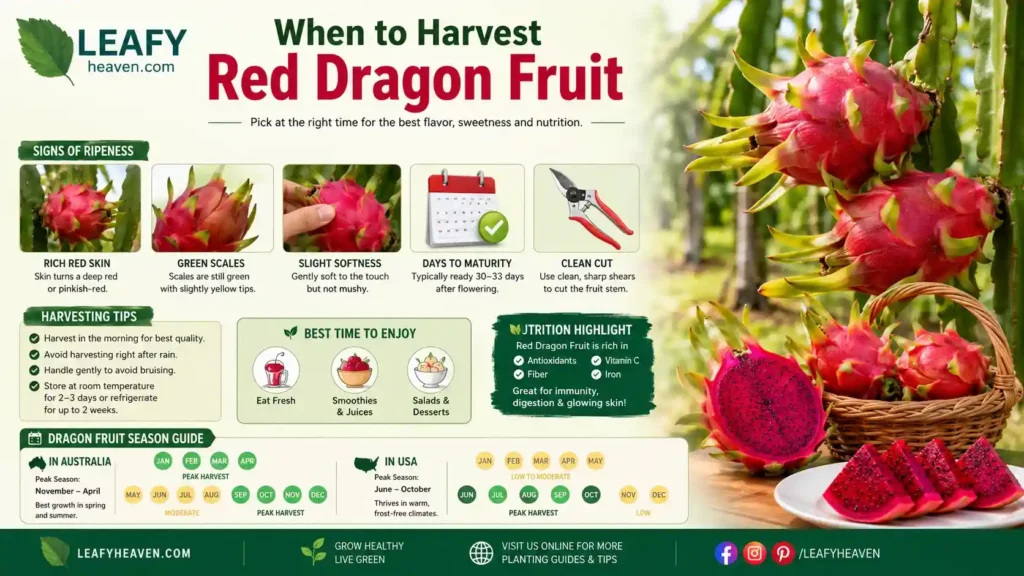 when-to-harvest-dragon-fruit