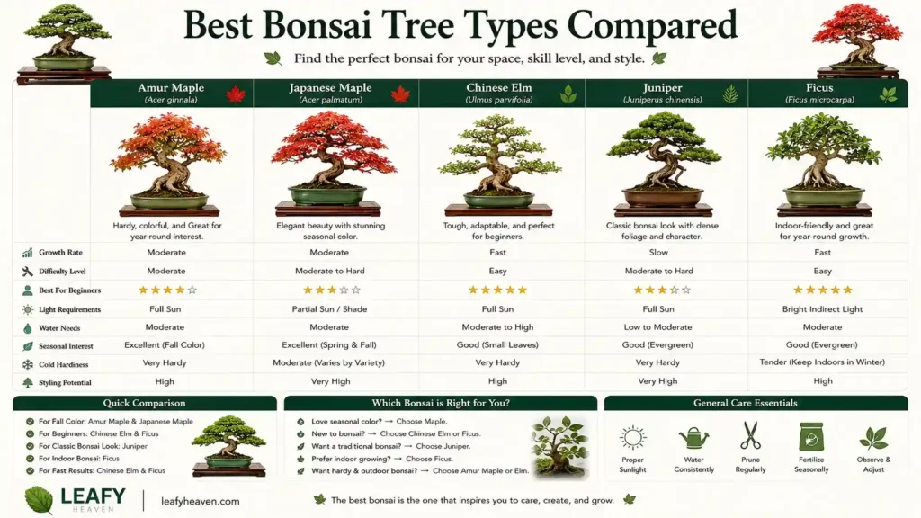 Bonsai-Tree-Types