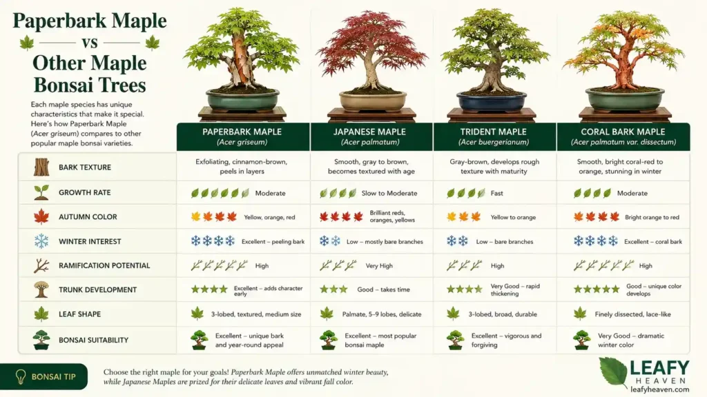 paperbark-maple-bonsai