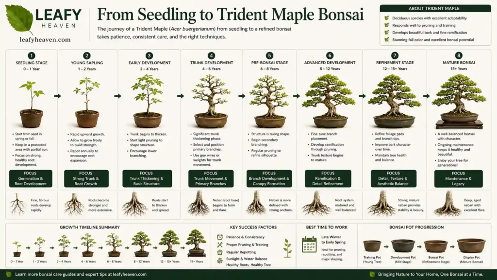 trident-maple-seedlings