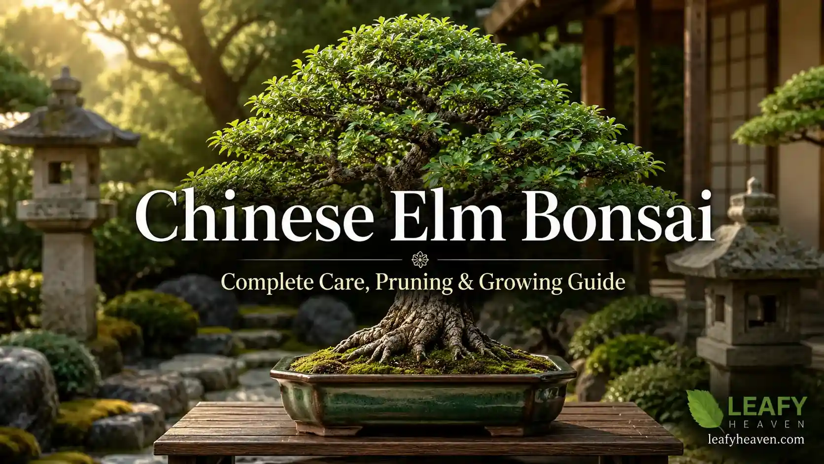 chinese-elm-bonsai