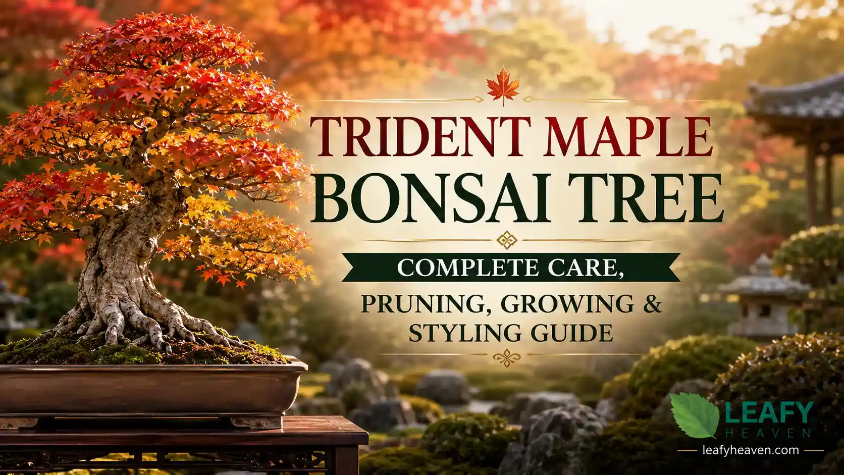 trident-maple-bonsai-tree
