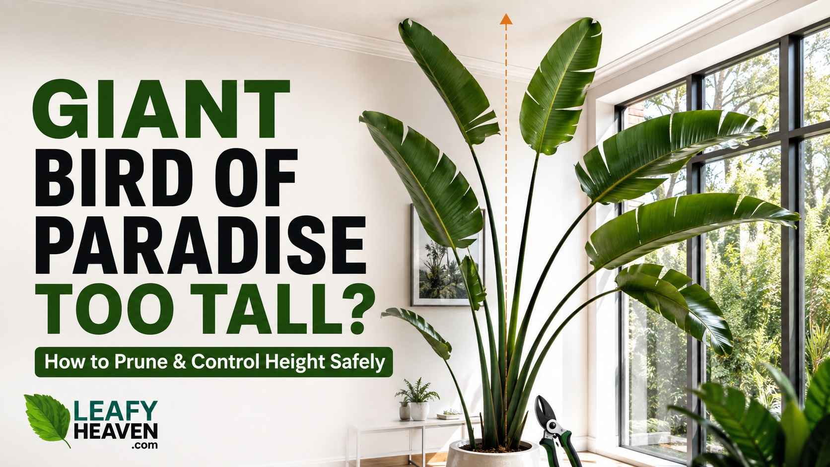 giant-bird-of-paradise-too-tall