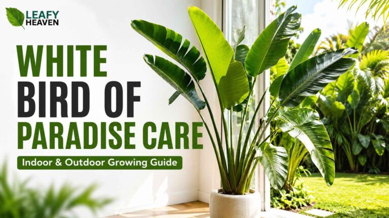 white-bird-of-paradise-care