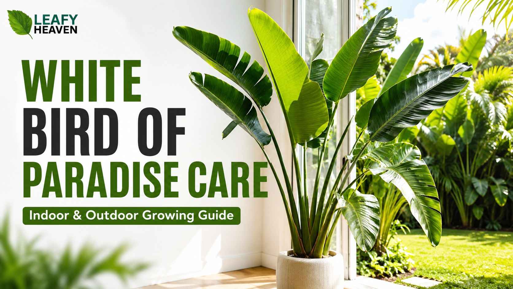 white-bird-of-paradise-care